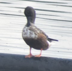 Spatula clypeata