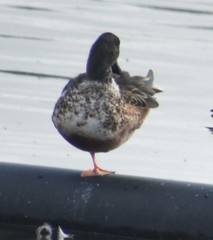 Spatula clypeata