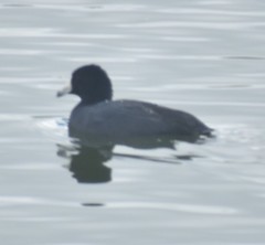 Fulica americana