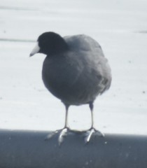 Fulica americana