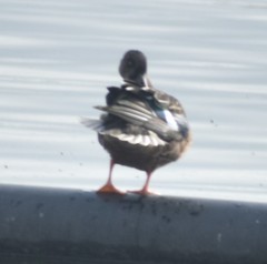 Spatula clypeata