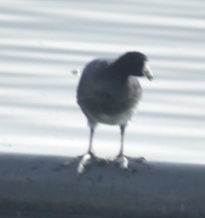 Fulica americana