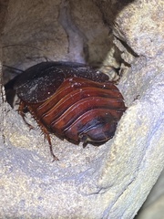 Aspiduchus cavernicola