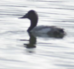 Aythya valisineria