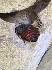 Aspiduchus cavernicola