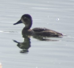Aythya collaris