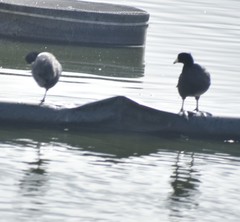 Fulica americana