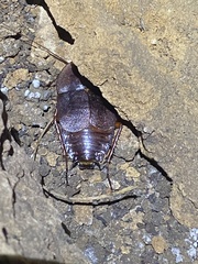 Aspiduchus cavernicola