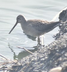 Limnodromus scolopaceus