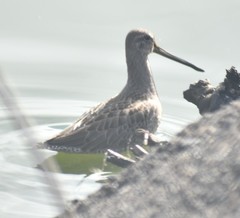 Limnodromus scolopaceus