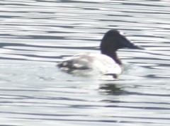 Aythya valisineria