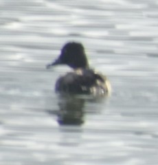Aythya collaris