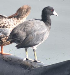 Fulica americana