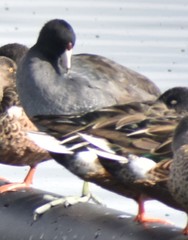 Fulica americana