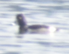 Aythya collaris