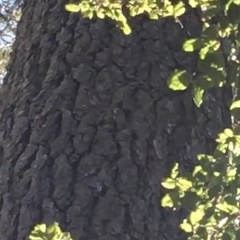 Certhia americana