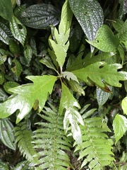 Bocconia frutescens