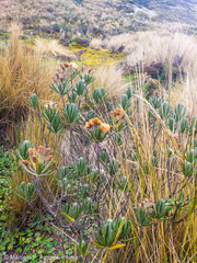 Linochilus rupestris