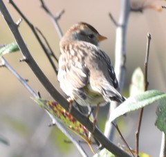 Zonotrichia leucophrys