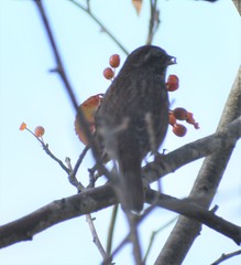 Melospiza melodia