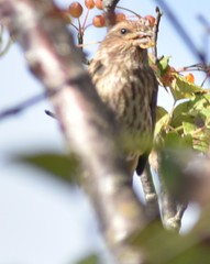 Haemorhous purpureus