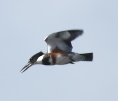 Megaceryle alcyon