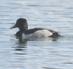 Aythya collaris