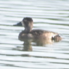 Aythya collaris