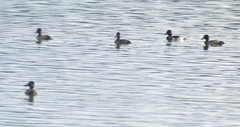 Aythya collaris