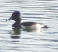 Aythya collaris