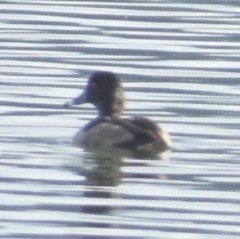 Aythya collaris