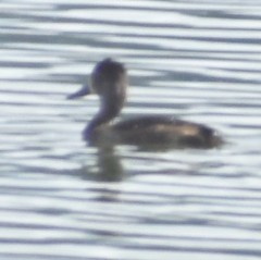 Aythya collaris