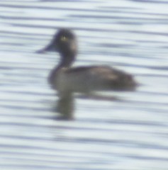 Aythya collaris