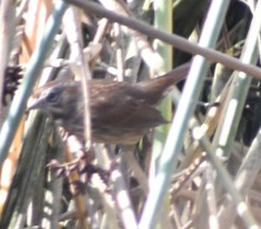 Melospiza melodia