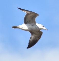 Larus delawarensis