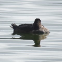 Oxyura jamaicensis