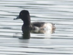 Aythya collaris