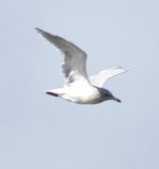 Larus glaucescens × occidentalis