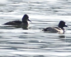 Aythya collaris