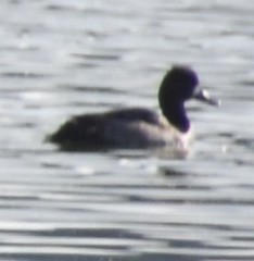 Aythya affinis