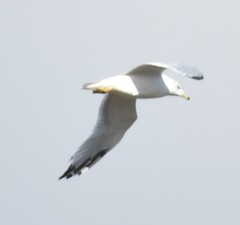 Larus delawarensis