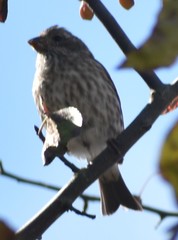 Haemorhous purpureus