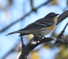 Setophaga coronata