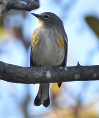 Setophaga coronata