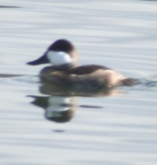 Oxyura jamaicensis