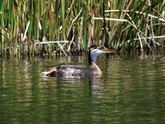 Rollandia microptera