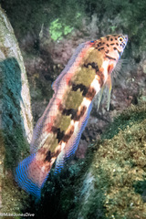 Snake-Skin Wrasse photo 2