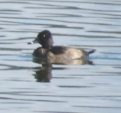 Aythya collaris