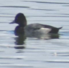 Aythya affinis