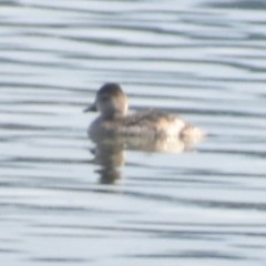 Oxyura jamaicensis